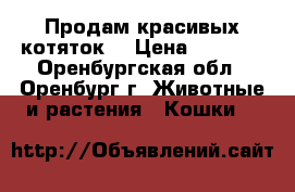 Продам красивых котяток! › Цена ­ 1 500 - Оренбургская обл., Оренбург г. Животные и растения » Кошки   